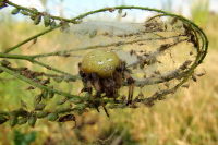 Araneus quadratus, female  4381