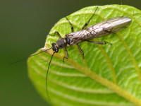 Nemouridae sp.  4387