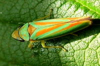 Graphocephala fennahi  4393