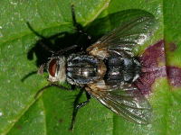 Linnaemyia sp.  4432
