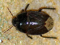 Macroscytus brunneus  4444