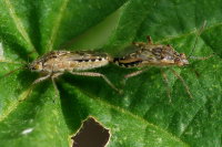 Liorhyssus hyalinus, mating  4470