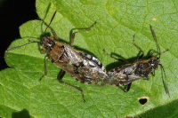 Liorhyssus hyalinus, mating  4485