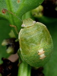 Acrosternum sp., larva (L5)  4491