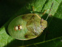 Acrosternum sp., larva (L5)  4493