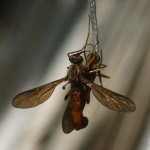 Lampromyia sp., Paarung  4506