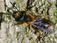 Andrena sp., männlich  4520