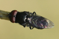 Melanogaster sp., männlich  4523