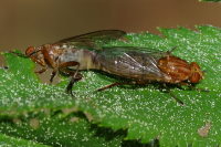 Brachyopa sp., mating  4524