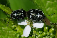 Eurydema oleracea, mating  4532