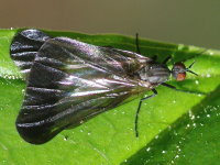 Rhamphomyia (Pararhamphomyia) marginata, weiblich  4535
