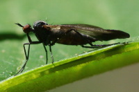 Rhamphomyia (Pararhamphomyia) marginata, female  4536