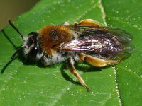 Andrena haemorrhoa  4546