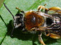 Andrena haemorrhoa, weiblich  4547