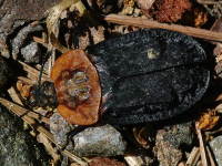 Oiceoptoma thoracicum  4548