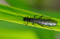 Nemouridae sp.