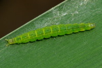 Ypsolopha sp.  4574