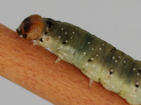 Achlya flavicornis, caterpillar  4579