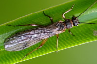 Nemouridae sp.  457