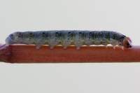 Achlya flavicornis, caterpillar  4580
