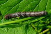 Phigalia pilosaria, Raupe  4582