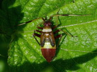 Closterotomus biclavatus, larva  4589
