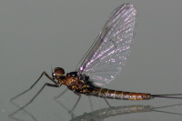 Baetidae  459