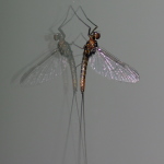 Baetidae, male  460