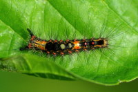 Orgyia antiqua, caterpillar  4625