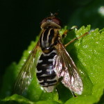 Anasimyia interpuncta, female  4626