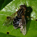 Anasimyia interpuncta, female  4627