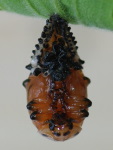 Chrysomela populi, Puppe  4631