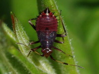 Deraeocoris ruber, larva  4647