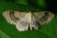 Idaea aversata, weiblich  4658
