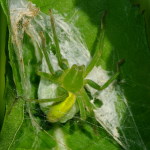Micrommata virescens, female with egg cocoon  4666