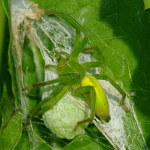 Micrommata virescens, female with egg cocoon  4667