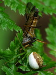 Diaea dorsata, Weibchen mit Beute  4671