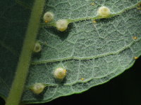 Iteomyia capreae, plant galls  4680