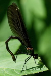 Calopteryx splendens, female  4682