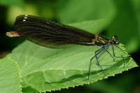 Calopteryx splendens, female  4683