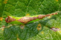 Furcula furcula, caterpillar  4696