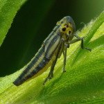 Cicadella viridis  4698