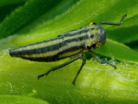 Cicadella viridis  4699