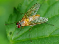 Achanthiptera rohrelliformis, männlich  4710