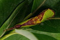 Furcula furcula, caterpillar  4715