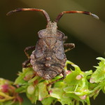 Coreus marginatus, larva  4730