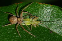 Philodromus sp. + Miridae sp., Weibchen mit Beute  4735