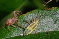 Philodromus sp. + Miridae sp., female with prey  4736