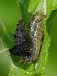 Cassida rubiginosa, larva  4739
