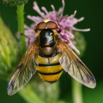 Volucella inanis, male  4781